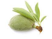 Sweet Almond Nut