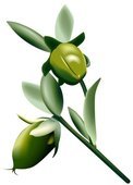 Jojoba Pod