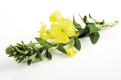 Evening Primrose